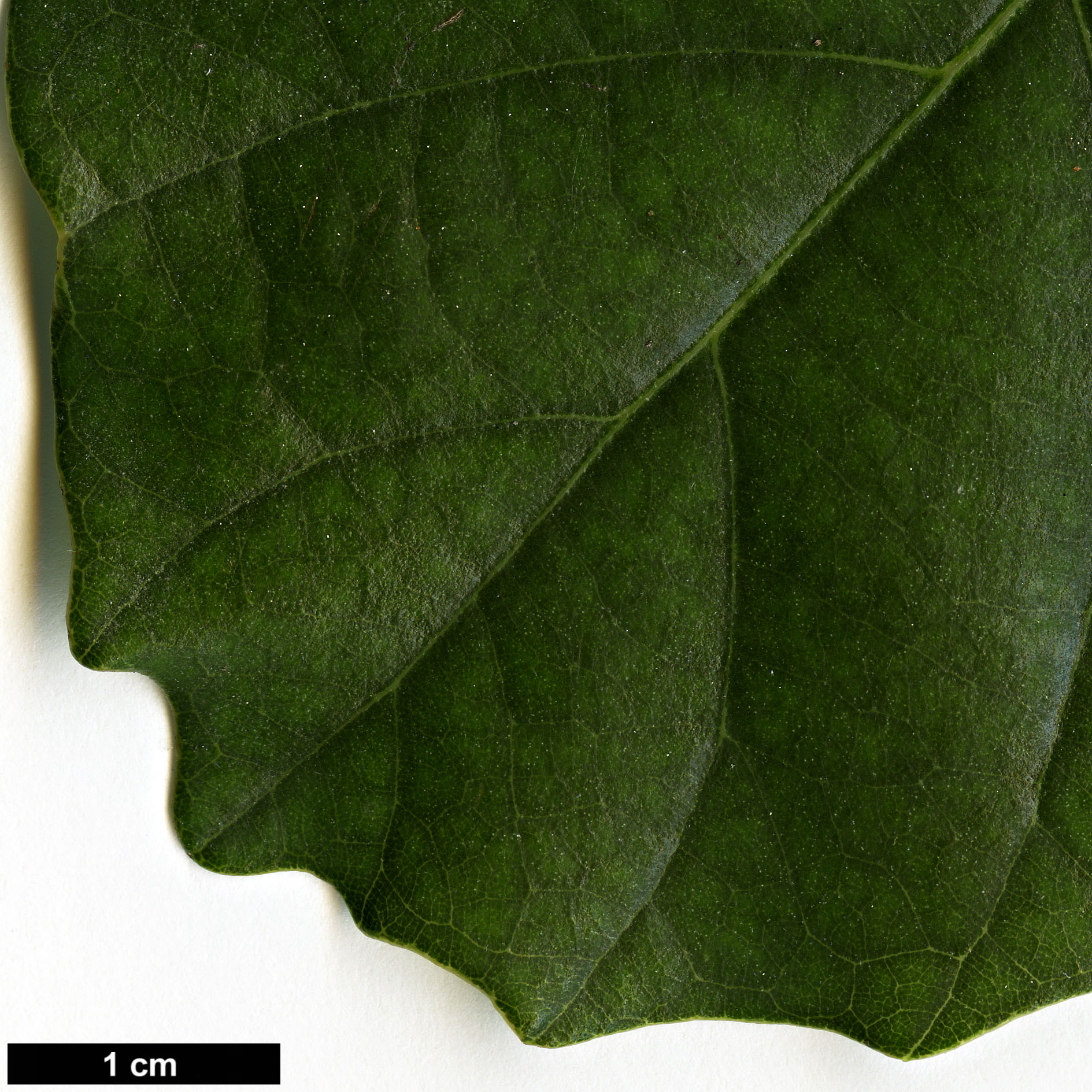 High resolution image: Family: Fagaceae - Genus: Castanopsis - Taxon: delavayi